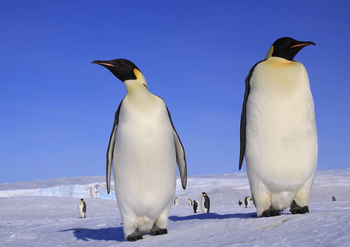 Giant Penguins