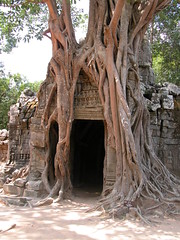 Ta Prohm - trees strangle temples 