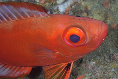 Malapascua Marine Life