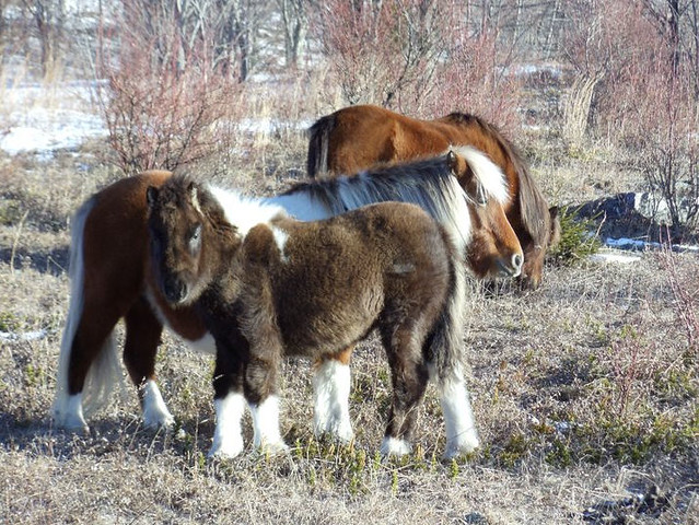The beautiful wild ponies at Grayson Highlands State Park