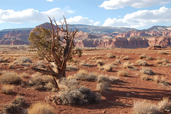 Capitol Reef National Park, March 2009