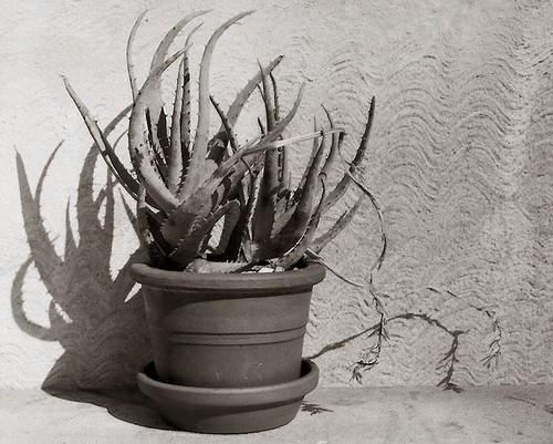 Aloe by Andre Easter