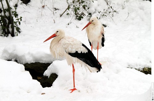 White Storks in the Snow / Weißstörche im Schnee