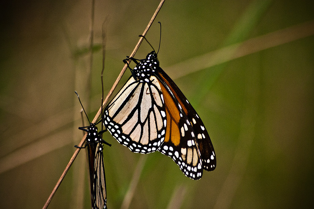 Papillon Pair