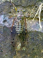 Cicada / Cicadidae