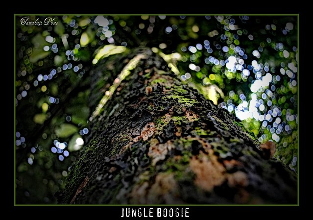 Download this Jungle Boogie picture