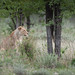 Etosha lioness