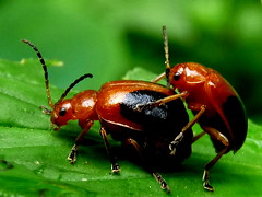 Leaf Beetles / Chrysomelidae 