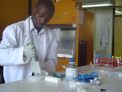 Preparing maize samples for molecular analysis, Kenya