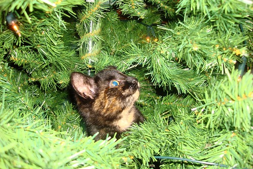 Kayto climbs the christmas tree1
