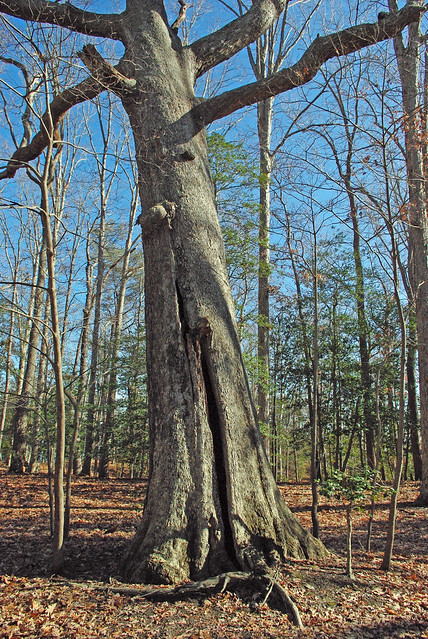 The Majestic Oak in Winter...worn, battlescarred, but still beautiful.