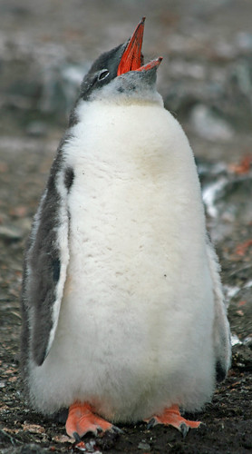 Gentoo penguin chick 15 by ruthhallam