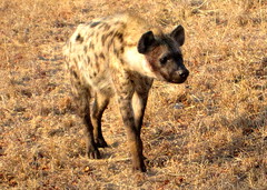 South Africa. Safari. Hyena 