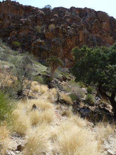 Quiver tree. Namib-Naukluft Park, Namibia