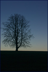Tree Through the Year 2011