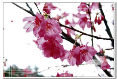 Sakura and plum