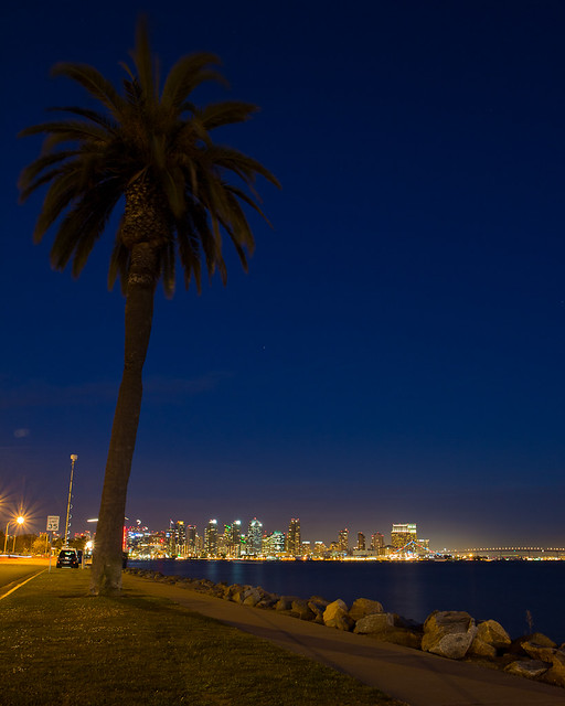 Palm Over San Diego