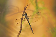 Collection : Dragonflies and Damselflies