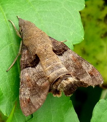 Hawk Moths / Sphingidae