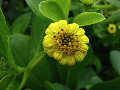 Asteraceae (Sunflower family)