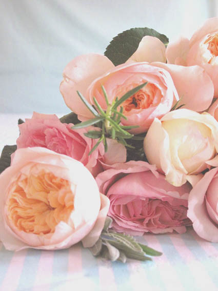 Selina Lake Wedding Roses My own snap of some beautiful David Austin and 