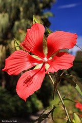 Hibiscus Species