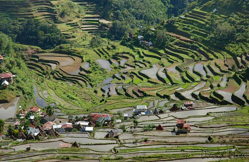 مدرجات مزارع الأرز الفلبين