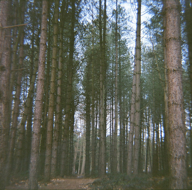 Download this Delamere Forest picture