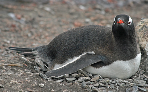 Gentoo penguin 6 by ruthhallam