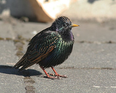 Icelandic birds 2008