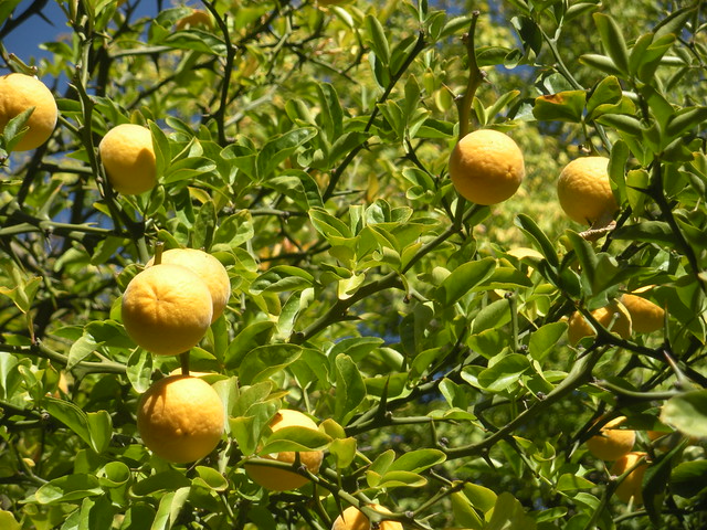 Trifoliate Orange (Poncirus trifoliata, syn. Citrus trifoliata)