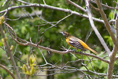 20110500 - May Birds