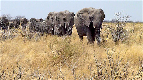 Elephants approaching