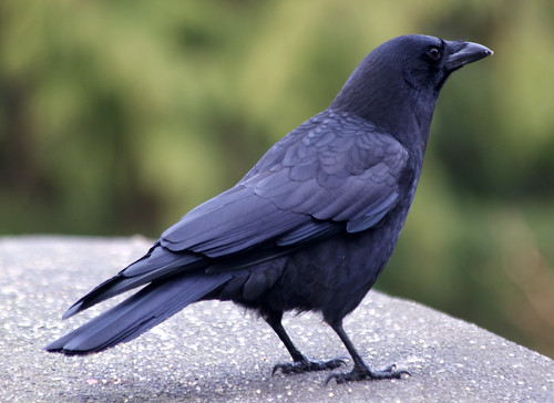 stanley park - northwestern crow
