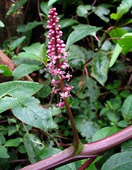 Phytolaccaceae (Pokeweed family)