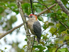 Colombia Picidae