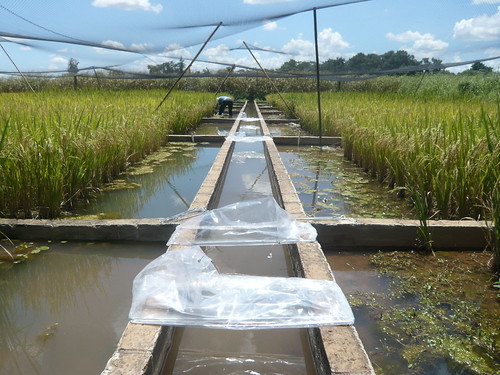 Amostragem de emissão ebulitiva em área de cultivo alagada, com funis coletores adaptados a águas rasas, Mococa, SP.