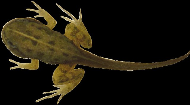 tadpole with legs clipart - photo #10