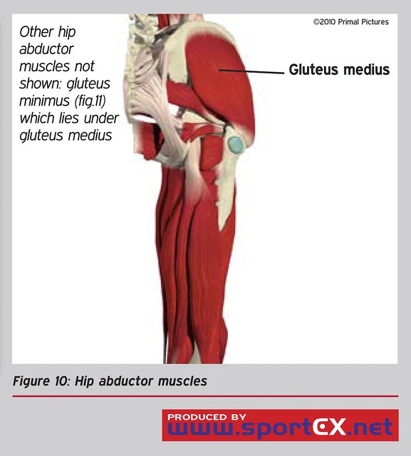 Hip abductor muscles | Flickr - Photo Sharing!