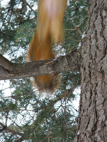 231/365/961 (January 28, 2011) – Squirrels at the University of Michigan in Winter