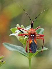 Hemiptera:Reduviidae