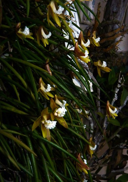 Dockrillia striolata species orchid