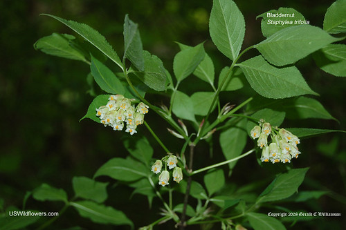 American Bladdernut - Staphylea trifolia