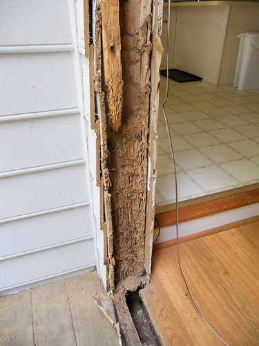 , How To Deal With Termites In Your New Jersey Home
