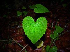Anniversario Giornata Mondiale della Terra - Earth Day e 2011 Anno Mondiale delle Foreste - International Year of Forests 2011