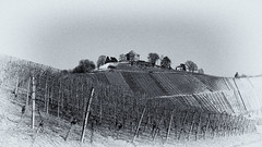 Weinberge – Vineyards