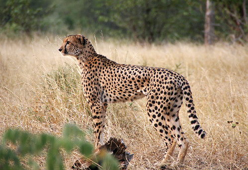 Cheetah the fastest animal