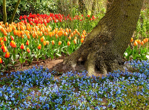 A Carpet of Spring Flowers - Keukenhof Gardens