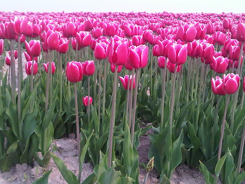 Tulpenfeest
