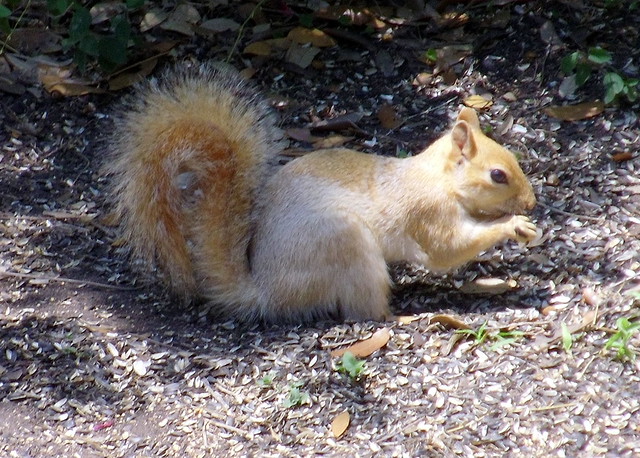 Blonde Squirrel Flickr Photo Sharing 